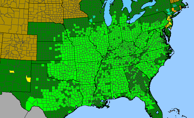 The range of Cercis canadensis